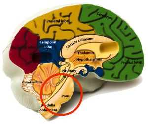 Brain showing Pons and RAS