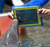 an iPad for a dolphin 