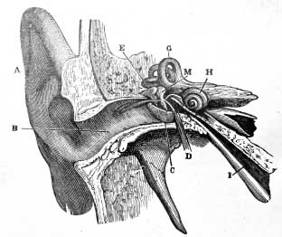 drawing of an ear