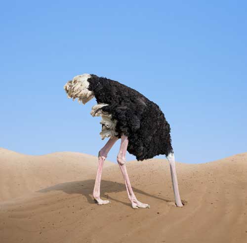 ostrich burying it's head in the sand