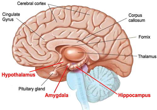 Limbic Brain and the amygdala
