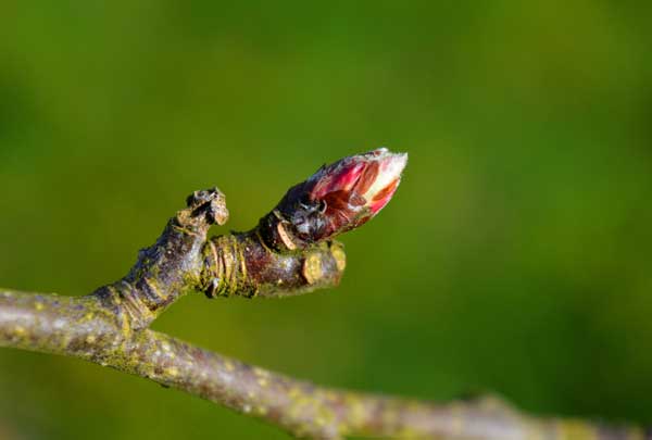 spring apple blossoms