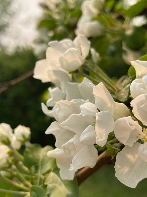 apple blossoms on our backyard tree