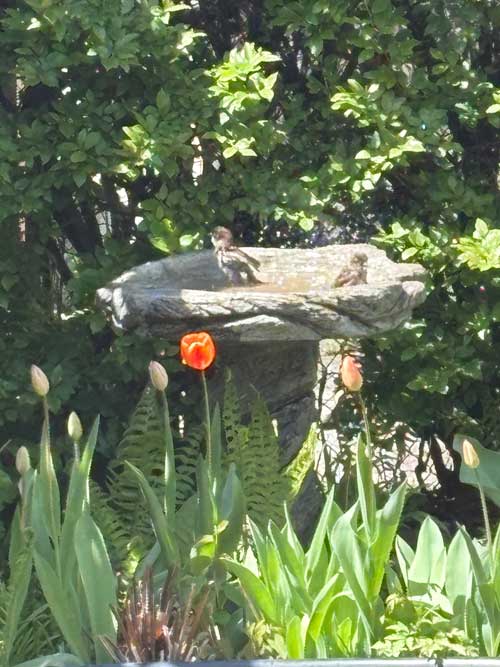 backyard birdbath