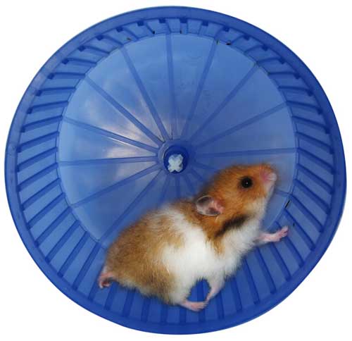 hamster running in his wheel