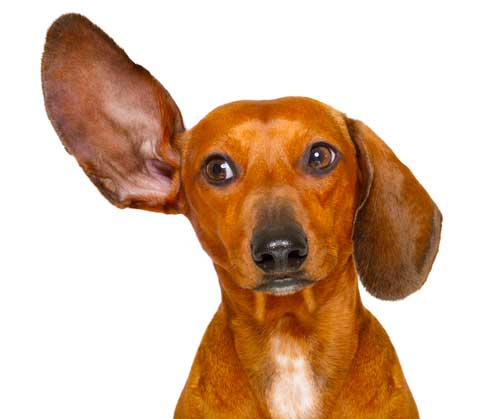 what are your hearing