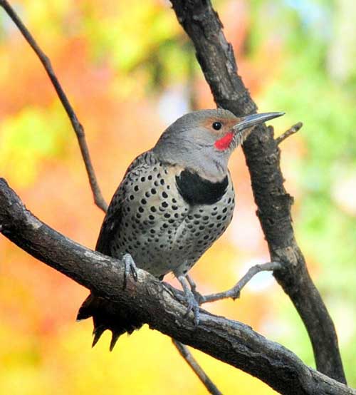 northern flicker