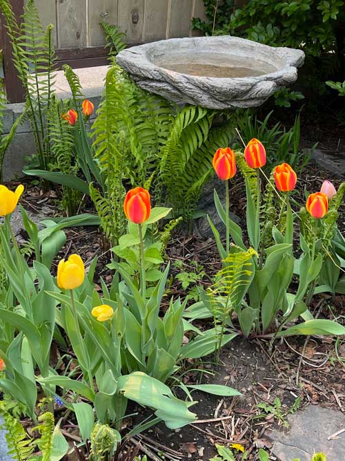tulips in the back garden