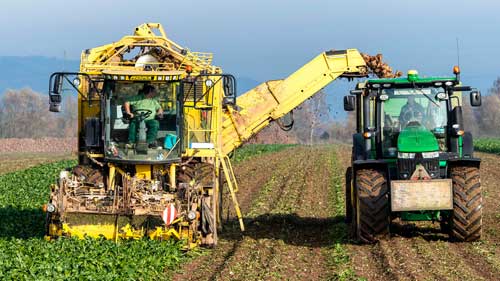 potato harvest