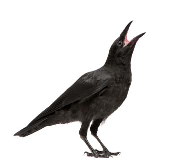 our crow - WHiner
